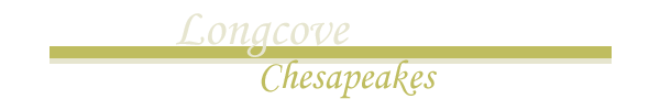 Longcove Chesapeakes